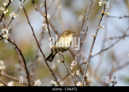 Zilpzalp, Phylloscopus Collybita, einziger Vogel auf Zweig Vorfrühling, Warwickshire, April 2012 Stockfoto