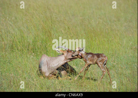 Topi (Damaliscus Lunatus Topi) neue geborene Kalb Stand in der Nähe seiner Mutter im Gras Masai Mara Wildreservat Kenia Stockfoto