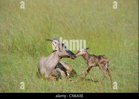 Topi (Damaliscus Lunatus Topi) neue geborene Kalb Stand in der Nähe seiner Mutter im Gras Masai Mara Wildreservat Kenia Stockfoto