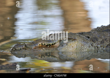 Nil-Krokodil - gemeinsame Krokodil (Crocodylus Niloticus) Essen Fisch Lake Baringo NP - Kenia - Ost-Afrika Stockfoto