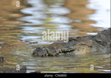 Nil-Krokodil - gemeinsame Krokodil (Crocodylus Niloticus) Essen Fisch Lake Baringo NP - Kenia - Ost-Afrika Stockfoto