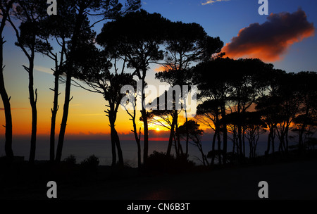 Farbenprächtigen Sonnenuntergang im Pinienwald, warmen Himmel mit strahlender Sonnenlicht, Silhouette der Bäume im Wald, schöne Naturlandschaft Stockfoto