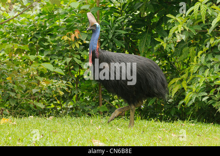 Südlichen Helmkasuar Casuarius Casuarius Erwachsene weibliche fotografiert in den feuchten Tropen, North Queensland, Australien Stockfoto