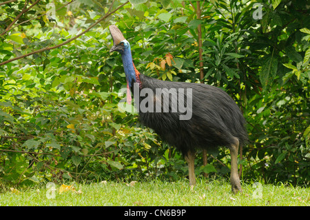 Südlichen Helmkasuar Casuarius Casuarius Erwachsene weibliche fotografiert in den feuchten Tropen, North Queensland, Australien Stockfoto