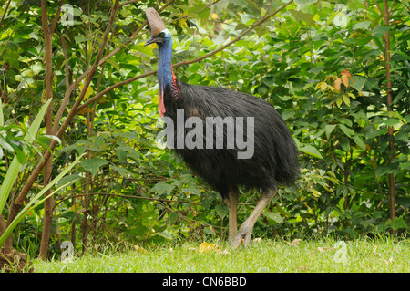 Südlichen Helmkasuar Casuarius Casuarius Erwachsene weibliche fotografiert in den feuchten Tropen, North Queensland, Australien Stockfoto