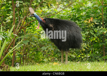 Südlichen Helmkasuar Casuarius Casuarius Erwachsene weibliche schütteln Federn fotografiert in Wet Tropics, North Queensland, Australien Stockfoto