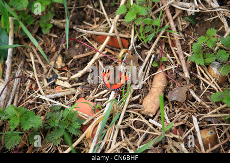 Schmetterling in der Nähe von Trackway aus Rue de Pres du Roi, Tournehem Sur la Saum, Pas-De-Calais, Frankreich Stockfoto