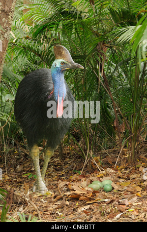 Südlichen Helmkasuar Casuarius Casuarius Männchen am Nest mit Eiern fotografiert in den feuchten Tropen, North Queensland, Australien Stockfoto