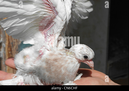 Taube Baby eingebettet weiß versucht, auf Seite fliegen Stockfoto