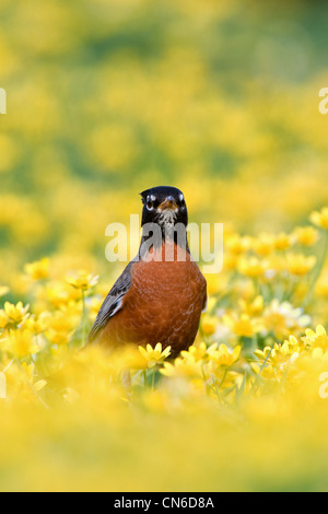 American Robin in Lesser Celandine Flowers - vertikale Vögel songbird singvögel Ornithologie Wissenschaft Natur Wildlife Environment Stockfoto