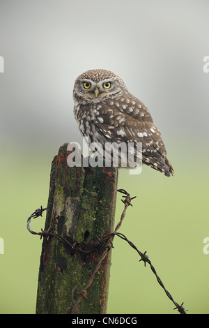 Eine wilde kleine Eule thront auf einem verfallenden Stacheldraht Zaunpfosten Stockfoto