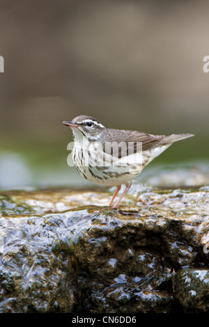 Louisiana Waterthrush in Bachvogel Vögel singvogel singvogel Ornithologie Wissenschaft Natur Wildtiere Umwelt vertikale Thrushs Stockfoto