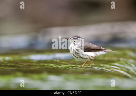 Louisiana Wasserdrossel in Bachvogel Vögel songbird singvögel Ornithologie Wissenschaft Natur Wildtiere Umwelt Soordroschen Stockfoto