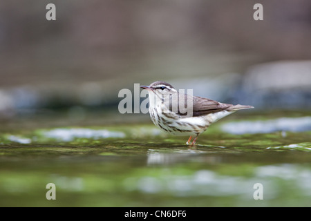 Louisiana Wasserdrossel in Bachvogel Vögel songbird singvögel Ornithologie Wissenschaft Natur Wildtiere Umwelt Soordroschen Stockfoto