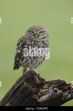 Eine wilde kleine Eule thront auf einem faulenden Baumstamm Stockfoto