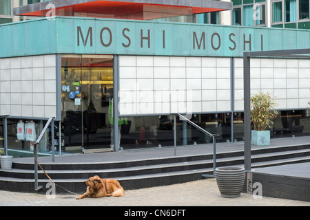 Der Hund wartete geduldig an seinem Beinen vor dem japanischen Restaurant Moshi Moshi in Brighton UK 2012 – heute Moshimo genannt Stockfoto