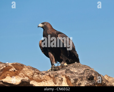 Steinadler auf umgestürzten Baum Stockfoto