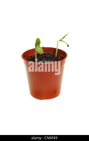Gurke frisch gekeimte Pflanzensämlinge in einem Topf isoliert gegen weiß Stockfoto