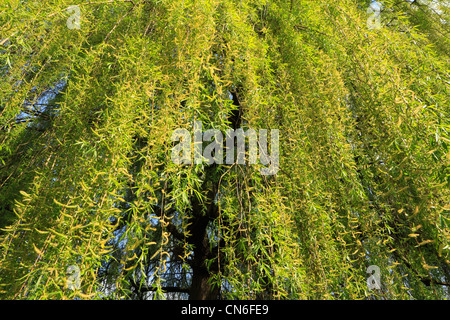 Crack Willlow Baum (Salix Fragilis) Stockfoto