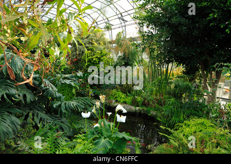 Sub-tropisches Gewächshaus, Halle Platz Gärten, Bexley, Kent UK Stockfoto