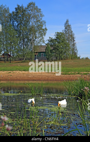 zwei weiße Gänse am Fluss gegen Dorf Stockfoto