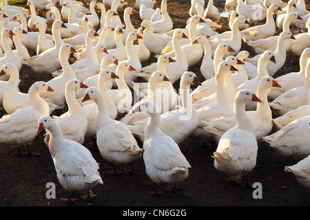 Gänse-Bauernhof, Oxfordshire, Vereinigtes Königreich. Freilaufenden Vögel können gefährdet sein, wenn die aviäre Influenza (Vogelgrippe-Virus) breitet sich Stockfoto