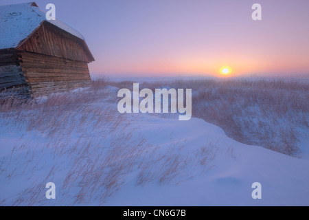 Sonnenaufgang am verlassenen, schneebedeckte Gehöft,-40 Celsius, Alberta Grasland Stockfoto