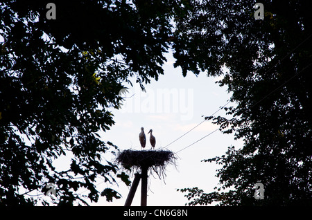 Paar Störche sitzen im Nest auf elektrische Pole umgeben von Ästen gegen Himmel. Stockfoto