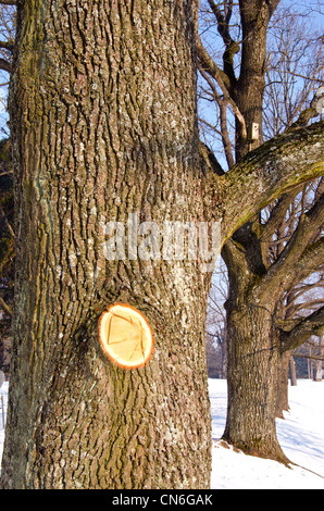 Alten Lindenallee im Winter und Baum Zweig Fragment. Baum gewickelt. Stockfoto