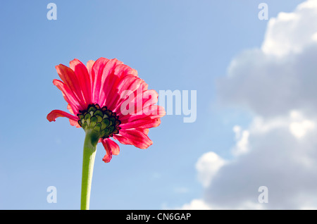 Rosa Blume Blüte Makro Nahaufnahme auf Hintergrund des blauen Wolkenhimmel. Stockfoto