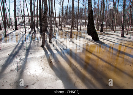 Hintergrund der Frühling Birkenstämmen Schatten im Wald und Schnee-Schmelzwasser. Stockfoto