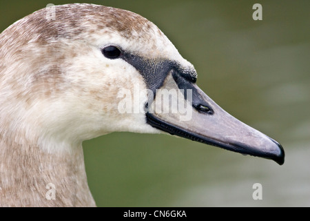 Stumme Cygnet in River Windrush, Burford, UK. Wilde Vögel können durch Vogelgrippe Vogelgrippe-Virus gefährdet sein. Stockfoto