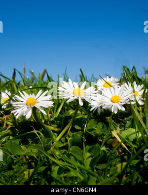 Blumen-wilden Gänseblümchen auf grüner Wiese vor blauem Himmel Stockfoto