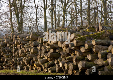 Haufen von Buchenholz protokolliert wird gewürzt, Gloucestershire, Vereinigtes Königreich. Stockfoto