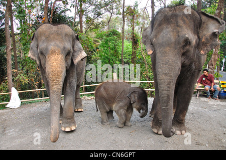 Elefanten mit Kalb im Zoo von Chiang Mai, Chiang Mai, Provinz Chiang Mai, Thailand Stockfoto