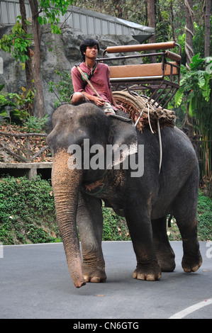 Mahout mit Elefanten im Zoo von Chiang Mai, Chiang Mai, Provinz Chiang Mai, Thailand Stockfoto