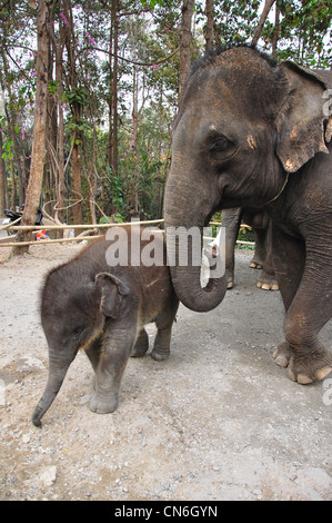 Elefantendame und Kalb im Zoo von Chiang Mai, Chiang Mai, Provinz Chiang Mai, Thailand Stockfoto