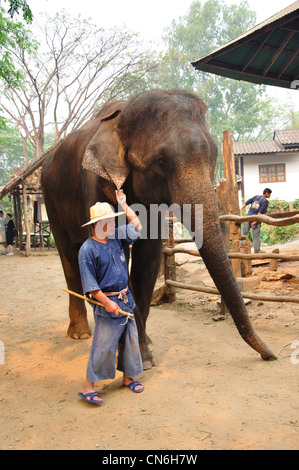 Mahout und Elefant im Maetaman Elephant Camp in der Nähe von Chiang Mai, Provinz Chiang Mai, Thailand Stockfoto