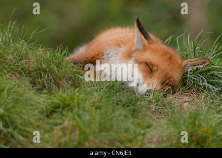 Red Fox (Vulpes vulpes) Stockfoto