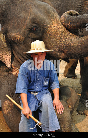 Mahout und Elefant der Elefanten Show, Maetaman-Elefanten-Camp in der Nähe von Chiang Mai, Provinz Chiang Mai, Thailand Stockfoto