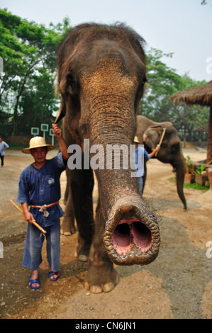 Mahout und Elefant der Elefanten Show, Maetaman-Elefanten-Camp in der Nähe von Chiang Mai, Provinz Chiang Mai, Thailand Stockfoto