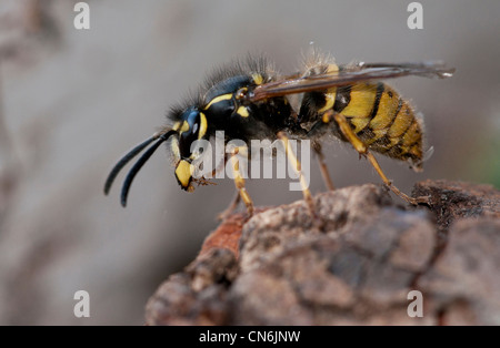 Queen-Wespe (Vespula Vulgaris) Stockfoto