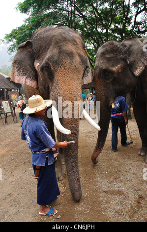 Mahout und Elefant der Elefanten Show, Maetaman-Elefanten-Camp in der Nähe von Chiang Mai, Provinz Chiang Mai, Thailand Stockfoto