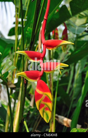 Heliconia Rostrata (Hummergreifer, False Paradiesvogel) in Orchideen-Farm in der Nähe von Chiang Mai, Provinz Chiang Mai, Thailand Stockfoto