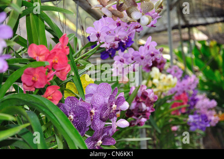 Orchidee blüht wachsen Orchideen Farm in der Nähe von Chiang Mai, Provinz Chiang Mai, Thailand Stockfoto