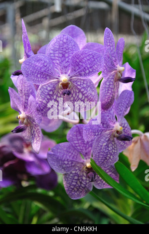 Orchidee blüht wachsen Orchideen Farm in der Nähe von Chiang Mai, Provinz Chiang Mai, Thailand Stockfoto