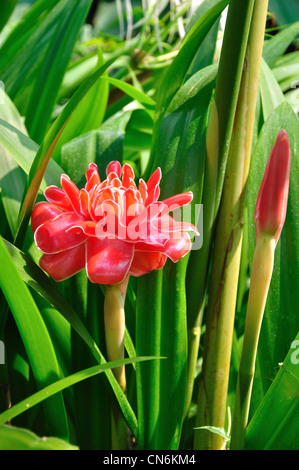 Taschenlampe oder Roter Ingwer (Etlingera Elatior) Lilie an Orchideen-Farm in der Nähe von Chiang Mai, Provinz Chiang Mai, Thailand Stockfoto