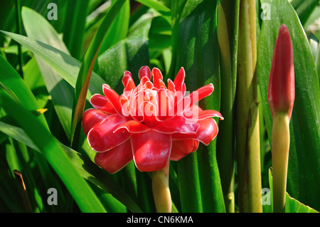 Taschenlampe oder Roter Ingwer (Etlingera Elatior) Lilie an Orchideen-Farm in der Nähe von Chiang Mai, Provinz Chiang Mai, Thailand Stockfoto