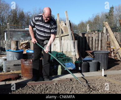 Reifer Mann Anbau von seinem Schrebergarten oder Gemüsebeet NE England UK Stockfoto