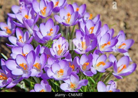Erste Frühlingsblumen: Violette Krokusse wachsen nach der Schneeschmelze Stockfoto